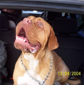 doguedebordeaux lynda