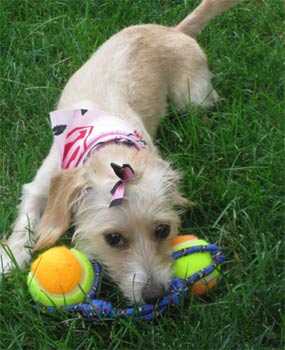 doxipoo consey