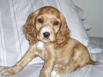 englishcockerspaniel kleinhans