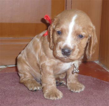 englishcockerspaniel nair