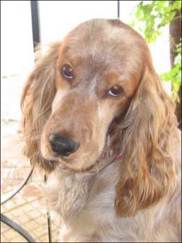 englishcockerspaniel sanchez