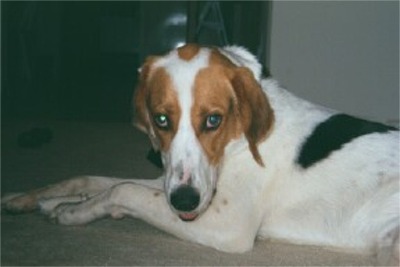 englishfoxhound ellis