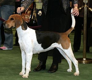 englishfoxhound loonan