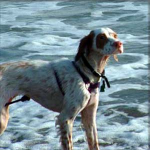 englishsetter boyle
