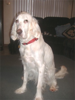 englishsetter homicz