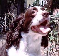 englishspringerspaniel maldonado