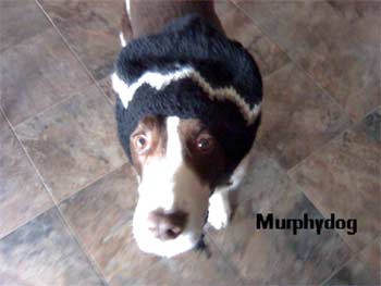 englishspringerspaniel miller2