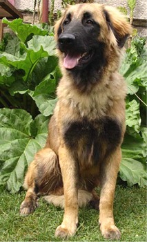 estrelamountaindog cepak