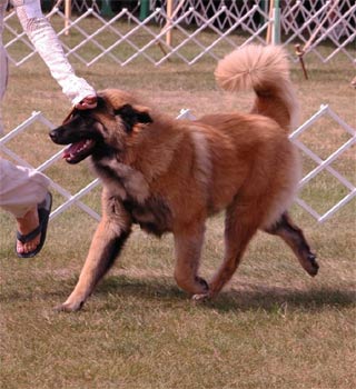 estrelamountaindog conner2