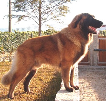 estrelamountaindog dias