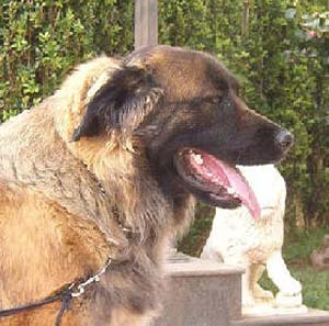 estrelamountaindog pasto