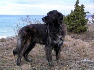 estrelamountaindog pavlova