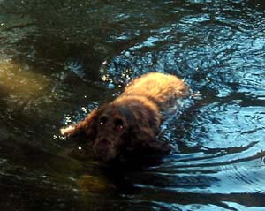 fieldspaniel isabelle
