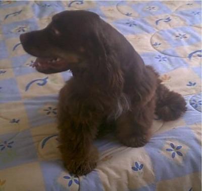 fieldspaniel martinez