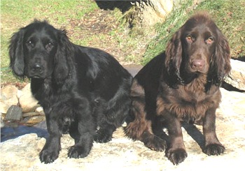 fieldspaniel robson