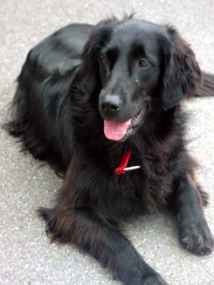 flatcoatedretriever grossenbacher