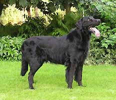 flatcoatedretriever laura