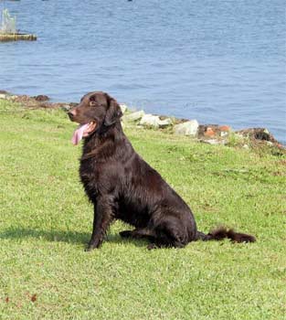 flatcoatedretriever postrozny