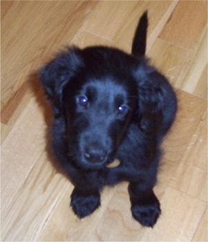 flatcoatedretriever sophiestratford