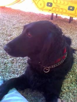 flatcoatedretriever wiessing