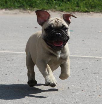 frenchbulldog belyakova