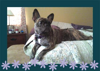 frenchbulldog stacey