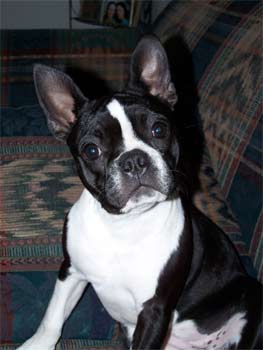 frenchbulldog wright