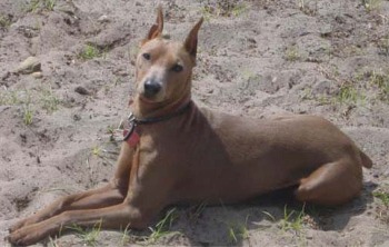 germanpinscher dickie