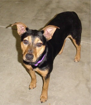 germanpinscher p001