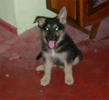 germanshepherd dananjaya
