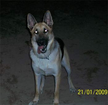 germanshepherd eliason