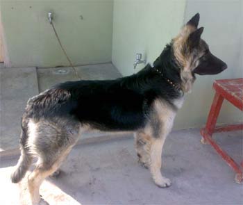 germanshepherd goraya