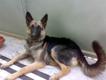 germanshepherd javed3