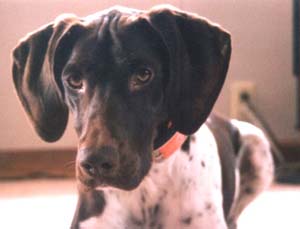 germanshorthairedpointer chapman