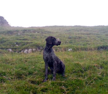 germanshorthairedpointer darcy