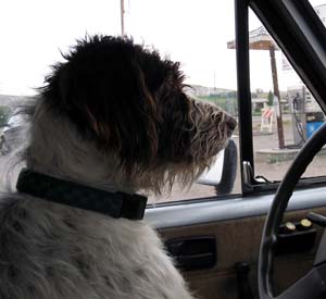 germanwirehairedpointer tyrrell