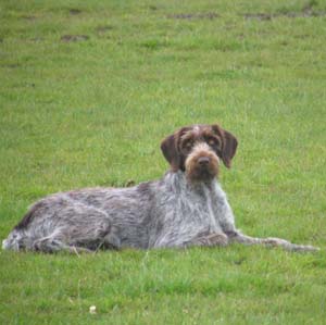 germanwirehairedpointer wilson