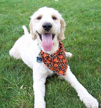 goldendoodle fritchman
