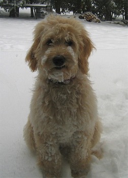 goldendoodle p002