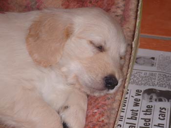 goldenretriever collard3
