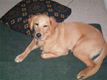 goldenretriever greg