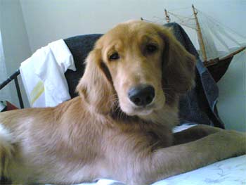 goldenretriever hershey