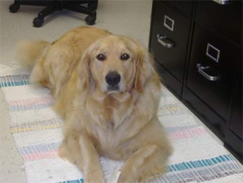 goldenretriever lindsey