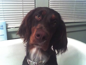 gordonsetter beer