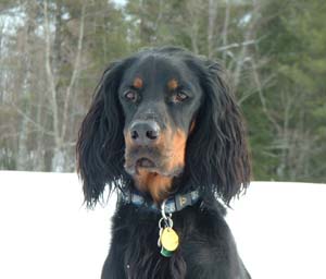 gordonsetter herrick