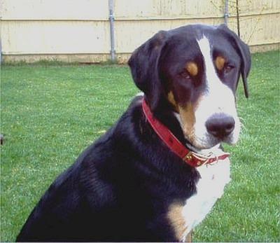 greaterswissmountaindog cheryldarcy