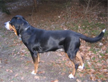 greaterswissmountaindog krlov