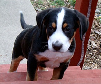 greaterswissmountaindog shileny