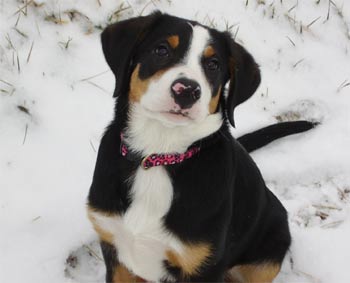 greaterswissmountaindog simon