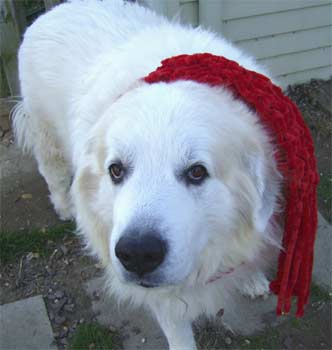 greatpyrenees grosso